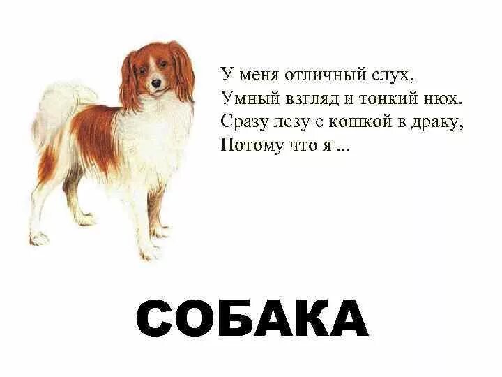 Прочитайте слова dog. Загадка про собаку. Стих про собаку для детей. Стихи о собаках для де ей. Короткие стих поо собаку.