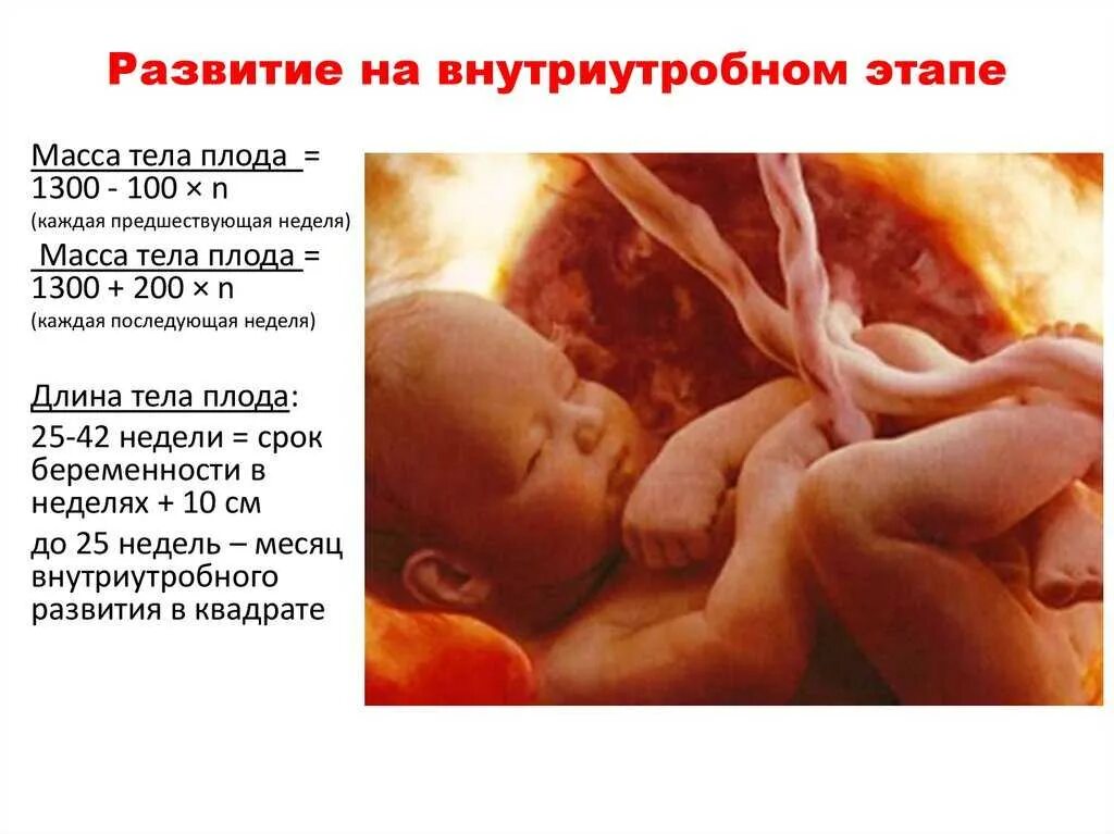Плод быстро развивается. Внутриутробное развитие. формирование плода по неделям. этапы внутриутробного развития. недели беременности.