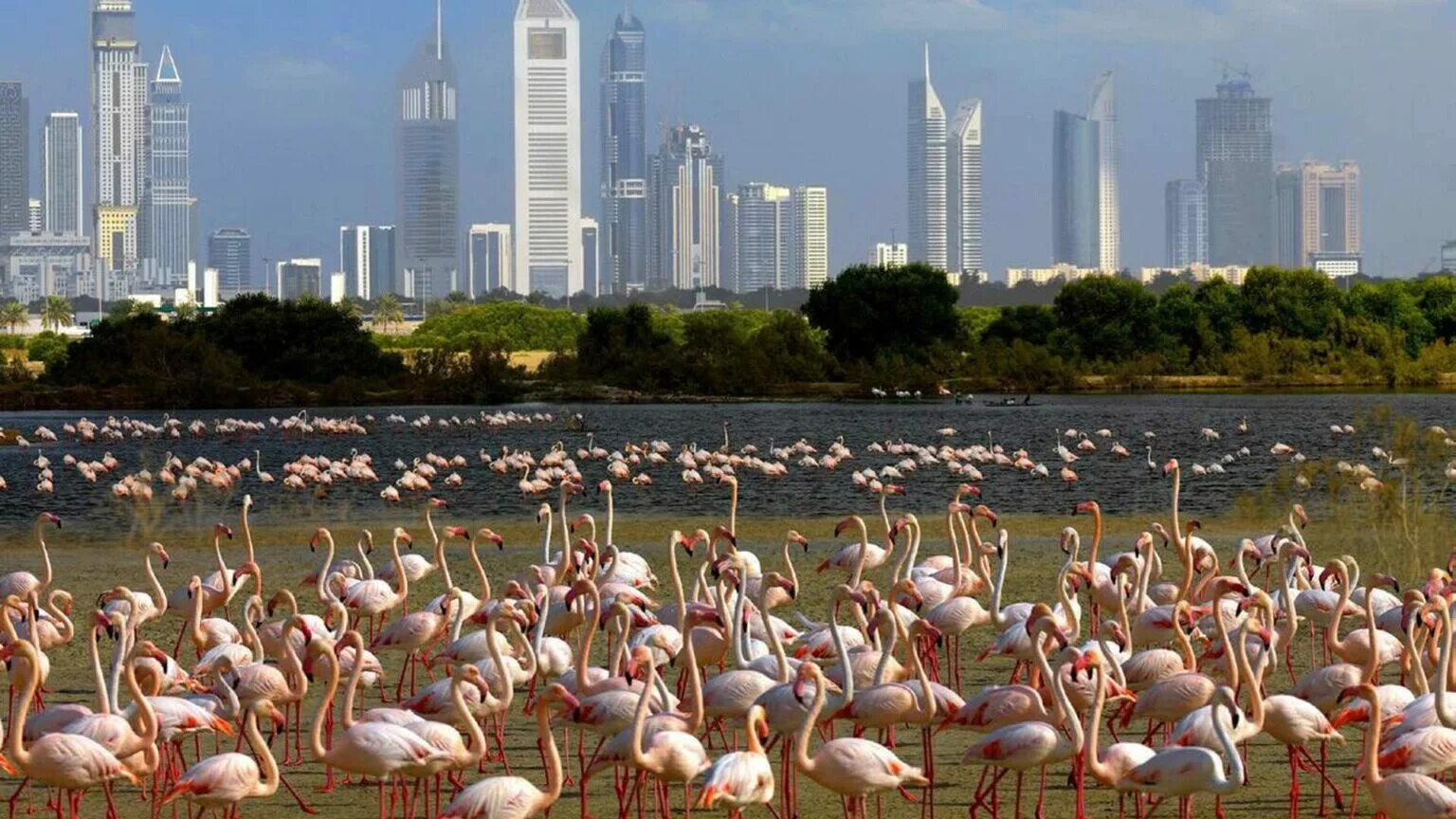 Рас аль хор. Заповедник рас Аль хор Дубай. Заповедник Фламинго рас-Аль-хор Дубай. Озеро Фламинго в Дубае. Розовые Фламинго в Дубае.