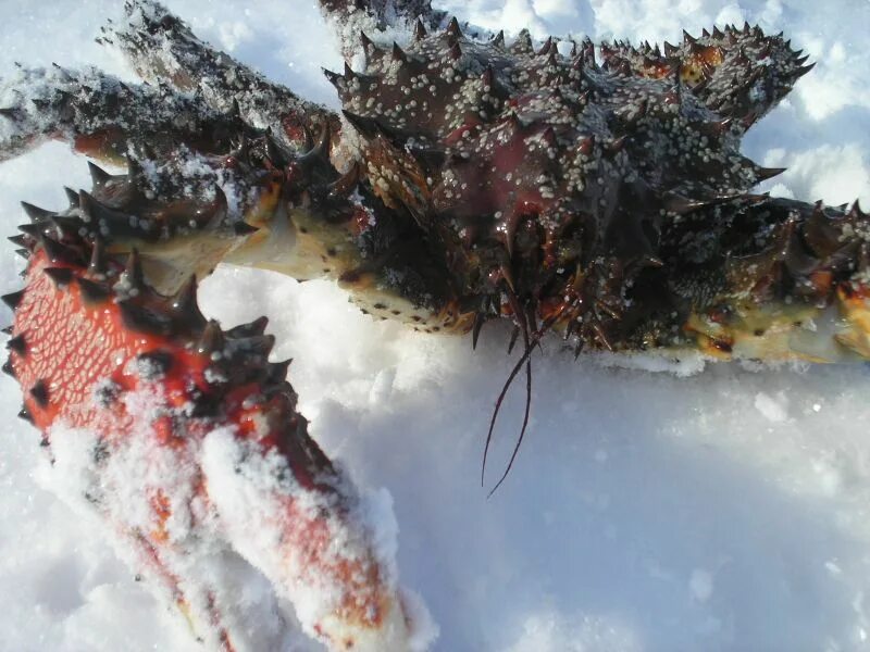 Краб зимой. Краб для зимней рыбалки. Зимующий краб. Сахалин зима Крабы.