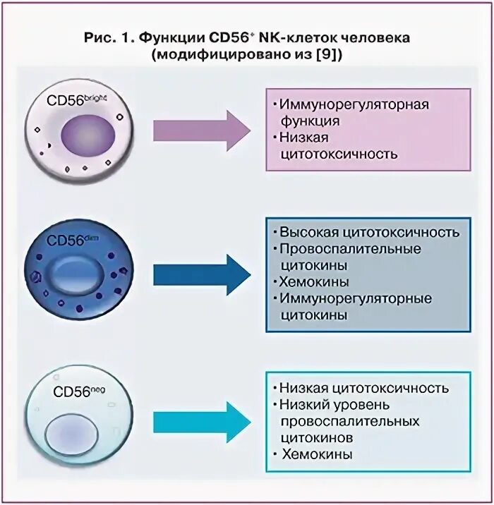 Nk клетки функции. Субпопуляции nk-клеток. cd16 cd56 nk-клетки понижены причины. nk клетки cd маркировка. субпопуляции nk-клеток cd 16 56.