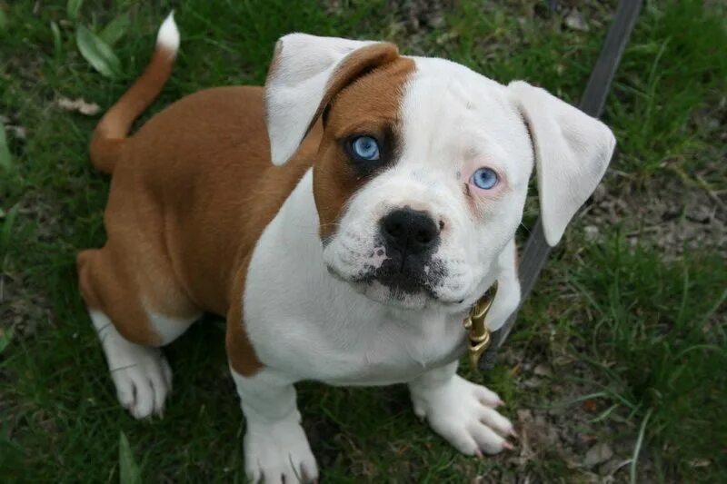 American Bulldog puppy Bulldog puppies, American bulldog puppies, American bulld