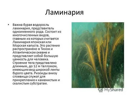 Ламинария относится к водорослям