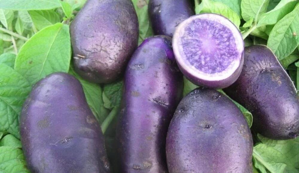 Сорт синего картофеля. Сорт картофеля перуанский фиолетовый (purple peruvian). сорт картофеля голубой дунай. картошка вителот. сорт картофеля северное сияние.