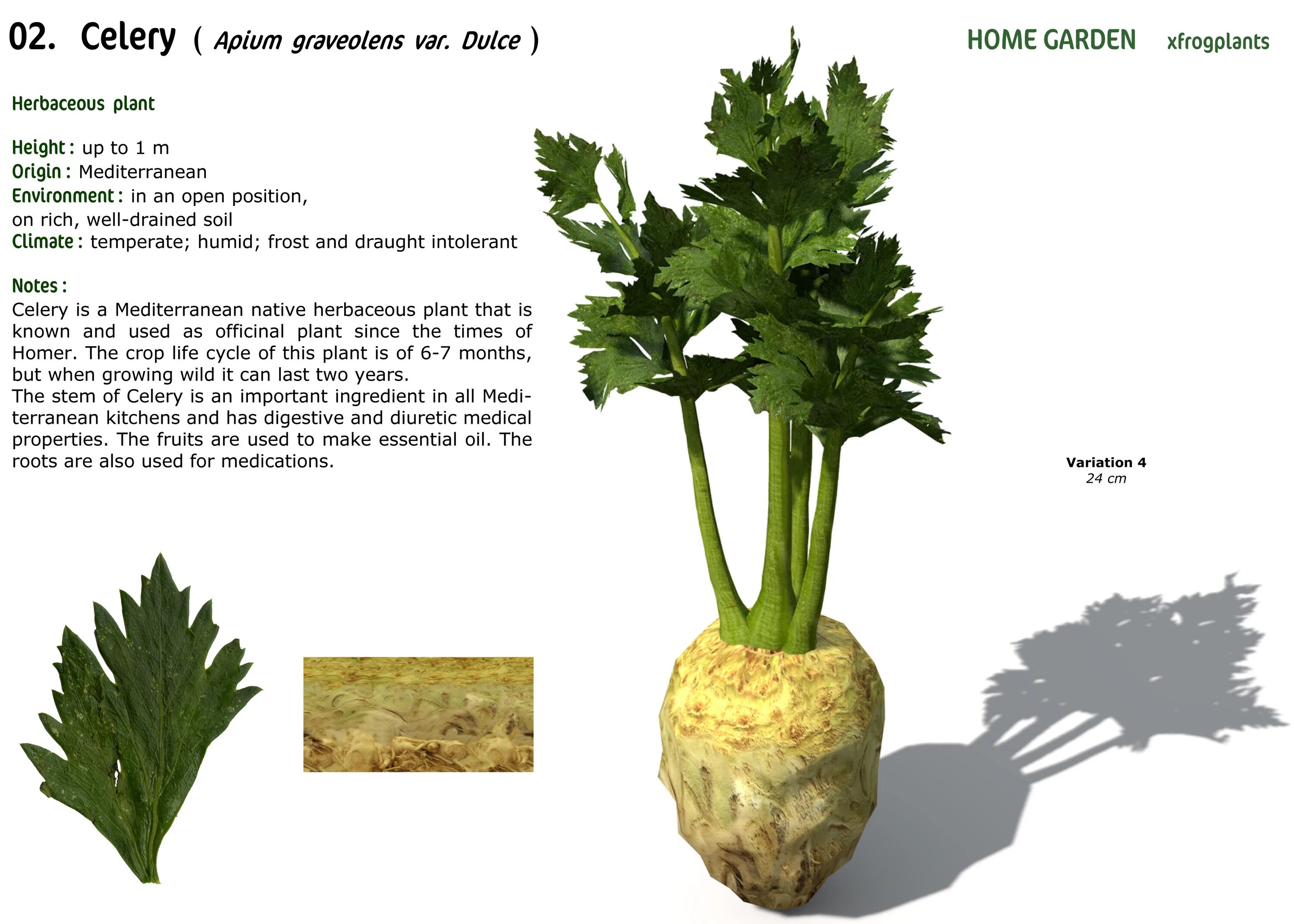 можно ли сельдерей при панкреатите. можно ли сельдерей при панкреатите. сельдерей килокалории. сельдерей состав. что содержится в сельдерее.