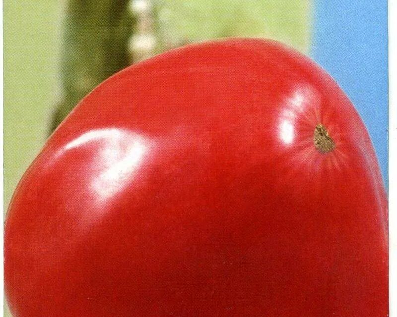 Семена томат Фиделио. Томат сорт Фиделио. Фиделио томат Сибирский. Томат Фиделио 20шт Сиб.сад.