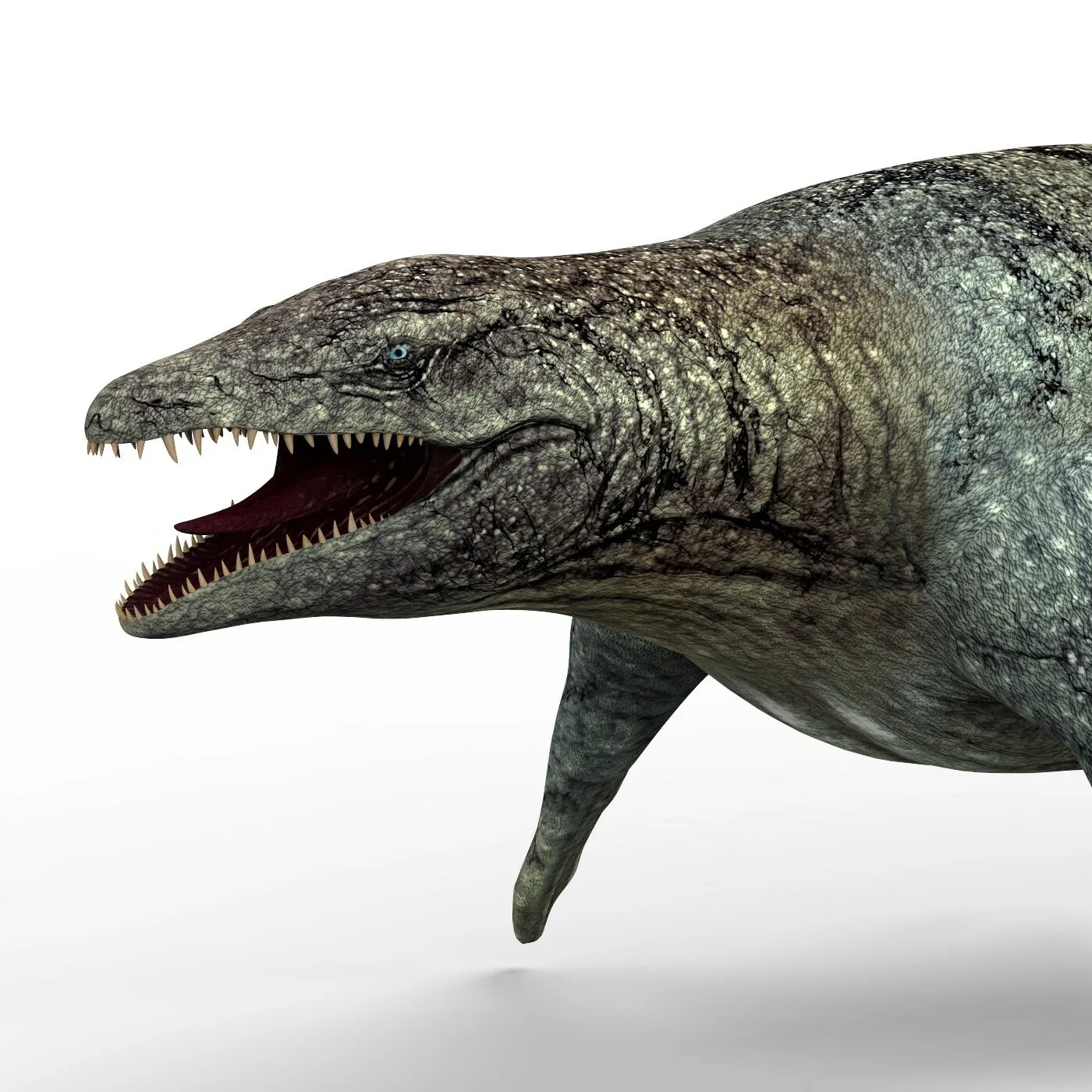 Мозазавр динозавр. Мозазавр 3д модель. Мозазавр 3d модель. Мозазавр референс.
