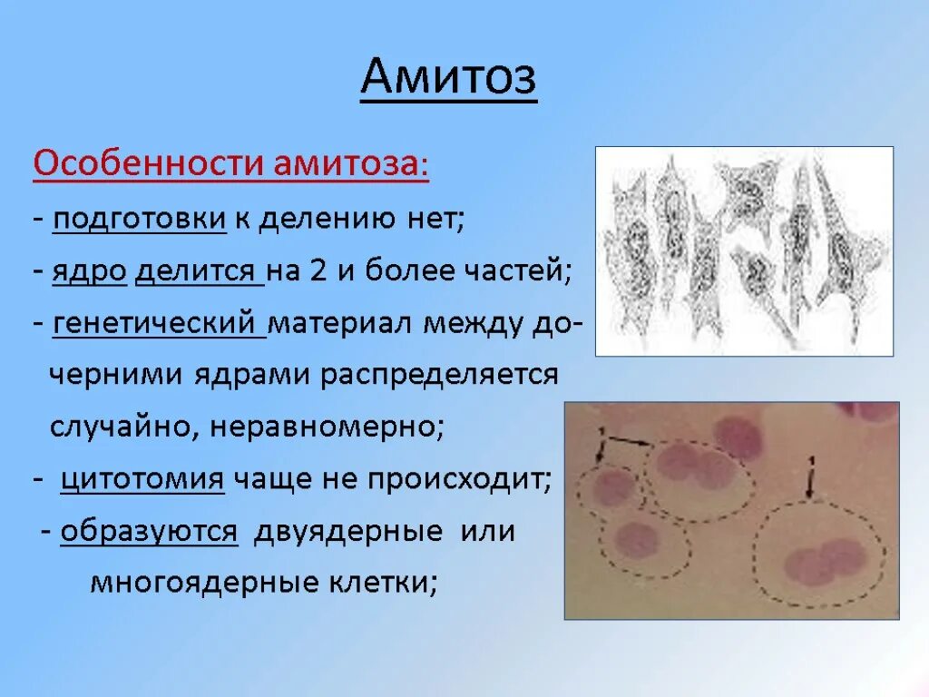 Деление клеток спорогенной ткани. Деление клетки амитоз. Амитозом делятся клетки эпителия. Деление раковых клеток амитоз. Амитоз этапы деления.