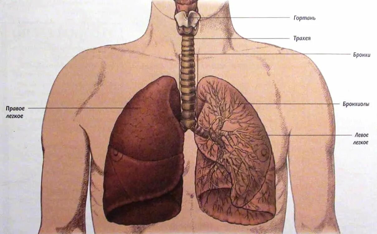 Лёгкие человека расположение. Расположение бронхов и легких. Лёгкие орган. Местоположение легких
