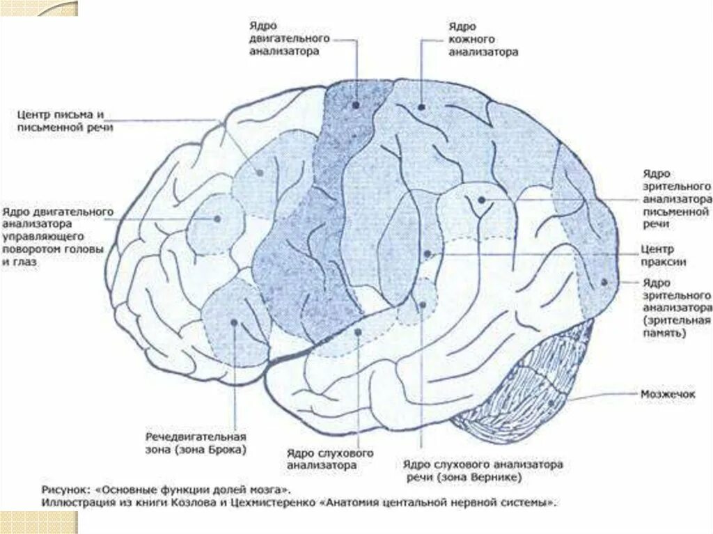 Локализация ядер анализаторов в коре головного мозга. Ядра анализаторов в коре большого мозга. Локализация функций в коре полушарий мозга. 5 зон мозга