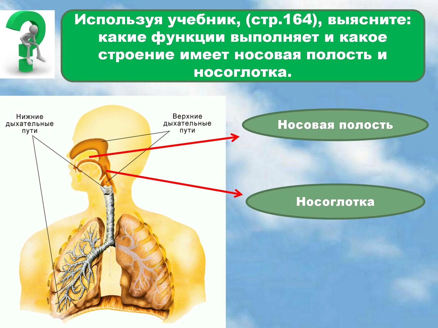 Верхние дыхательные органы человека. Дыхательная система человека без подписей. тема дыхание растений и животных,органы дыхания. функции дыхательных корней. доклад на тему дыхательная система з класс.