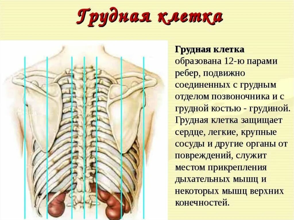 Соединение костей ребер. Тип соединения костей грудной клетки. Соединение грудной клетки человека. Соединение костей грудины. Грудная клетка строение и соединение костей.