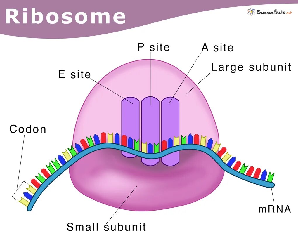 Function site be. Structure of ribosomes. ribosome structure. bacterial ribosome. sites of ribosome.