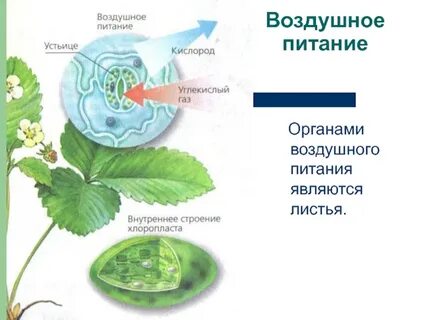 Листья растений дышат