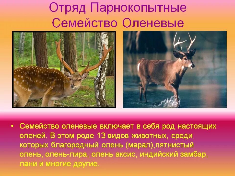 К какому типу относятся олени