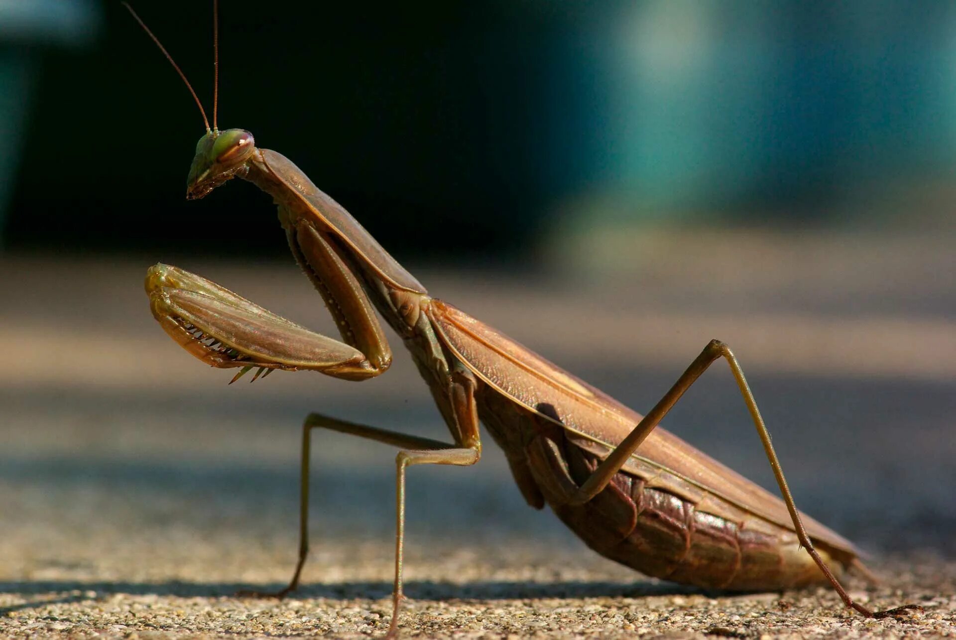 Богомол обыкновенный. Богомолов ,,Mantis religiosa. Богомолы в Башкирии. Богомол Степной.