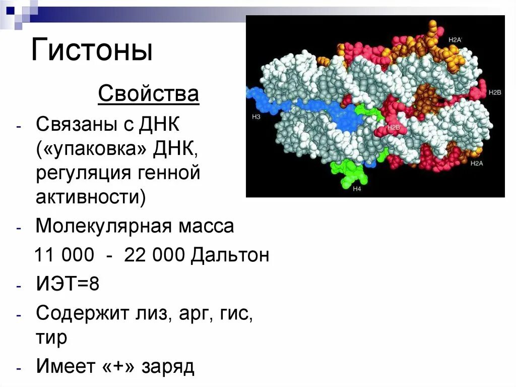 Связана с белками гистонами. Строение белков гистонов. Белки гистоны состав. Гистоны строение. Гистон структурная формула.