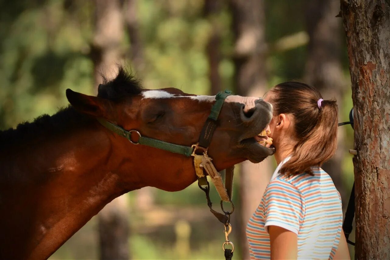 Киссинг у лошадей. Влюбленные лошади. Лошадь целует. Две лошади. Две лошади.