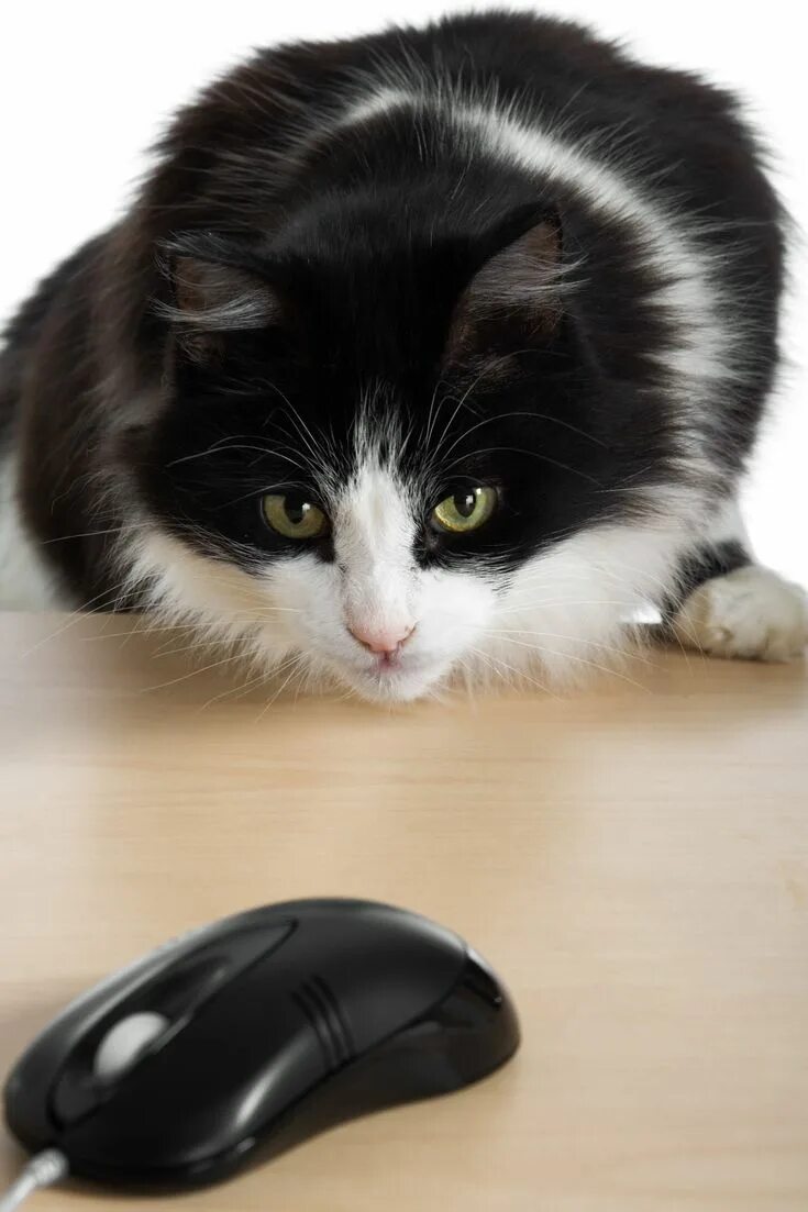 The cat was chasing the mouse