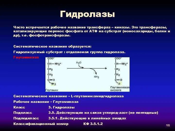 Подклассы гидролаз. Реакции с гидролазами биохимия. Ферменты класса гидролаз. Гидролазы формула. Класс гидролаз