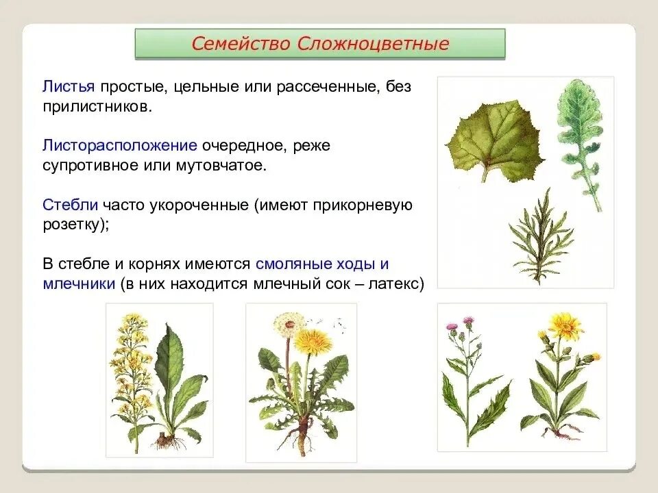 Астровые (подсемейство). Цикорий и василек. Семейство сложноцветные соцветие корзинка. Пижма (раст. Ядовитые растения есть в семействе сложноцветные.