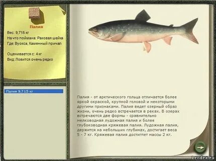 Белый байкальский хариус реальная рыбалка
