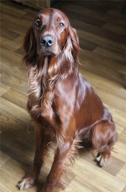 Гончая вислоухая. Ирландский красный сеттер. Спаниель кудрявый коричневый. Породы такс длинношерстных. Длинная коричневая собака.