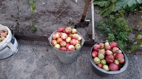 Куда девать яблоки на даче