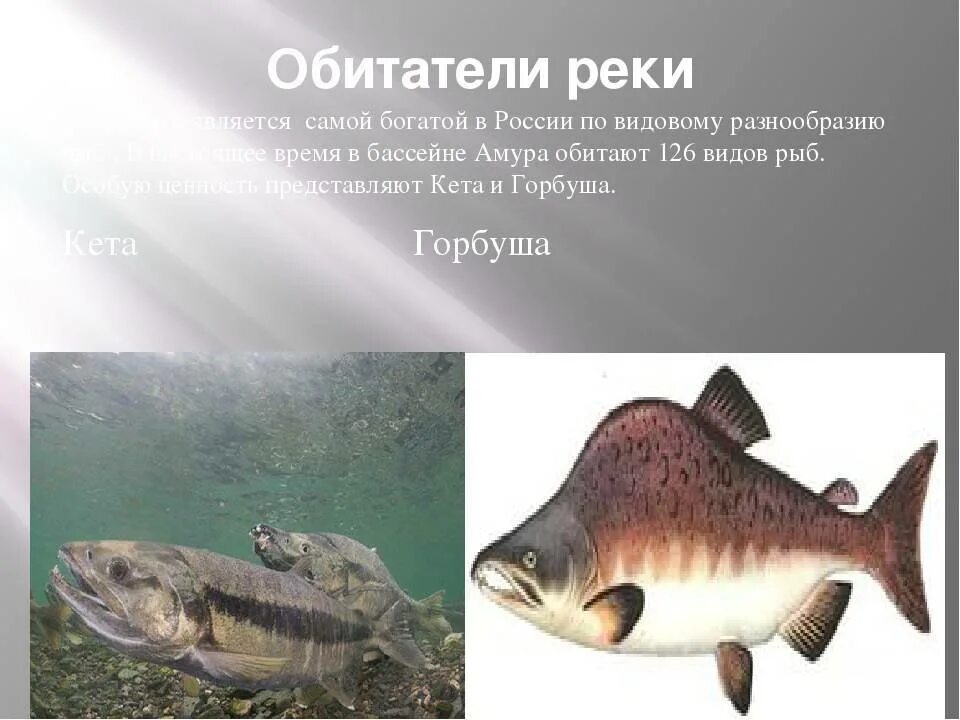 Обитатели рек. Рыбы обитающие в Хабаровском крае. Обитатели Амура. Рыбы реки Амур. Амур имеет питание