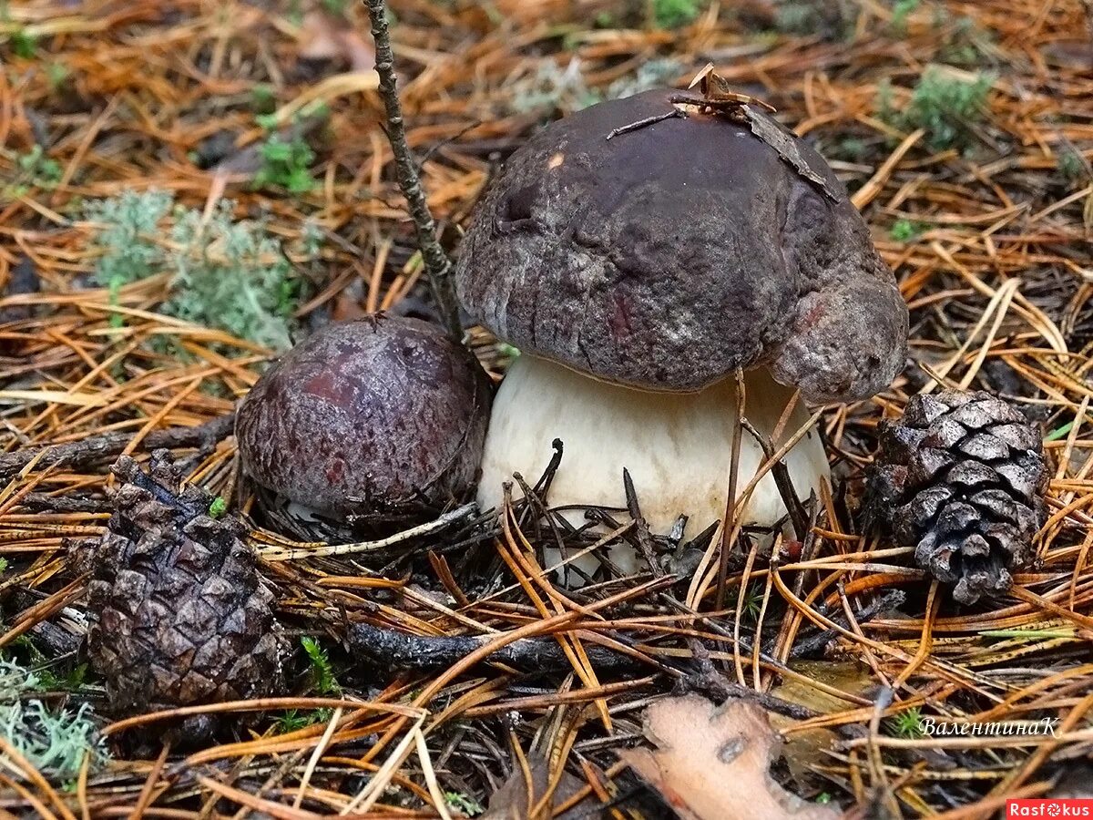 сибирские грибы. грибы сибири фото. сибирский белый гриб. грибы в еловом лесу. какие грибы в западной.
