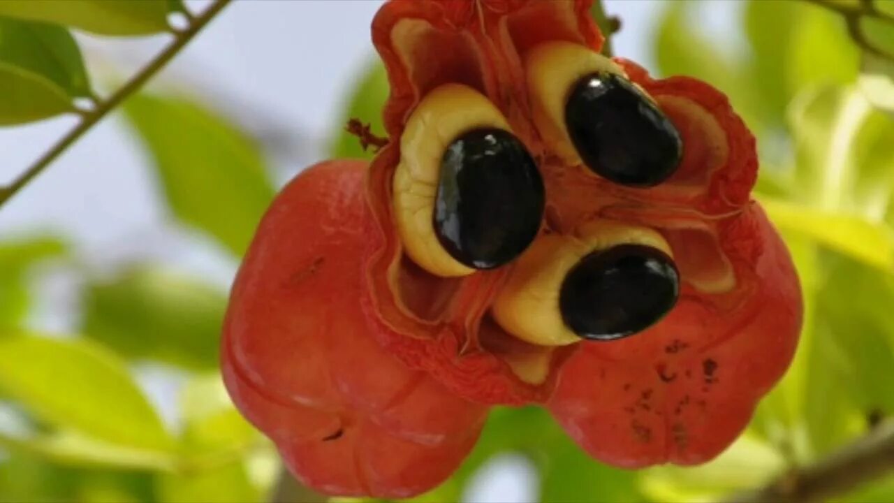 Какие нибудь плоды. Фрукт ackee ямайка. аки блигия. аки (блигия вкусная). ядовитые плоды.