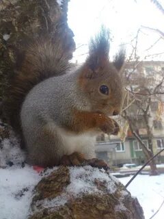Белкам пермь
