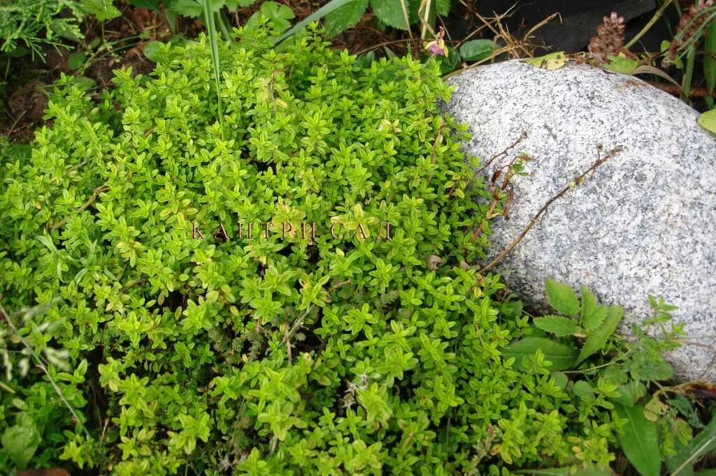 Тимьян лимоннопахнущий. Тимьян лимоннопахнущий (thymus citriodorus `doone valley`). Тимьян лимонный вариегата. Тимьян лимоннопахнущий golden king. Тимьян (чабрец) лимонный.