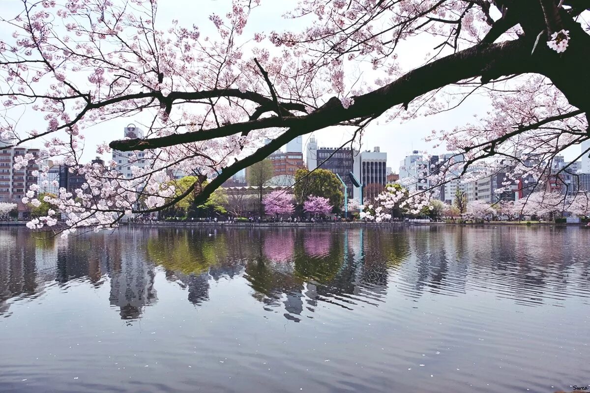 Tokyo park