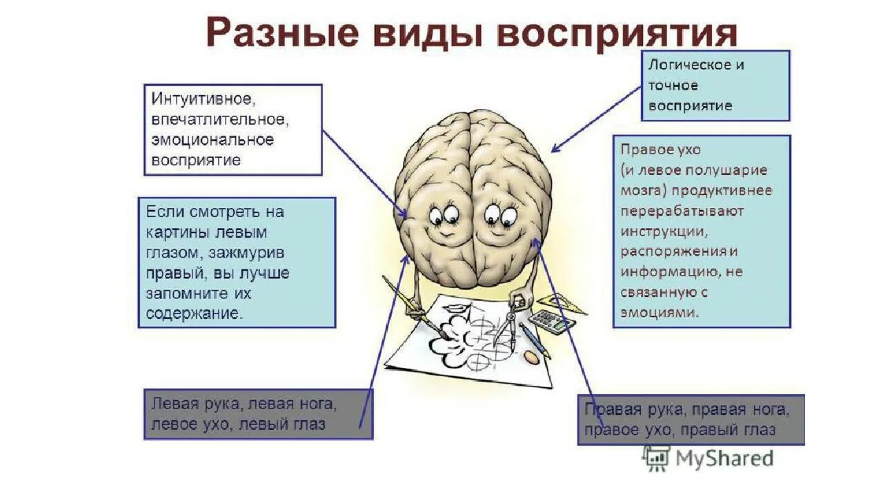Восприятие мозгом информации. Деятельность мозга. Процессы головного мозга. Полушария мозга. Восприятие полушарий мозга.