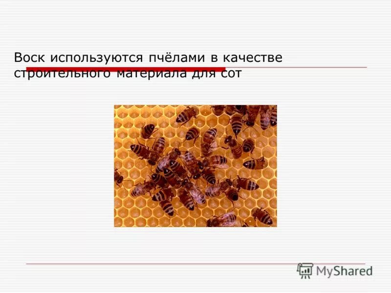 Приборы для сбора меда. Как успокаивают пчел. Дымарь на пасеке. Пчеловодческий инвентарь и оборудование. Пчеловодный инвентарь.