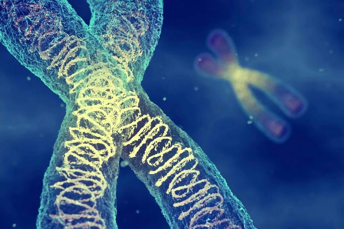 Хромосомы. ДНК И хромосомы. Генетика микроскоп. Молекулы ДНК В хромосоме. Наследственную природу имеют
