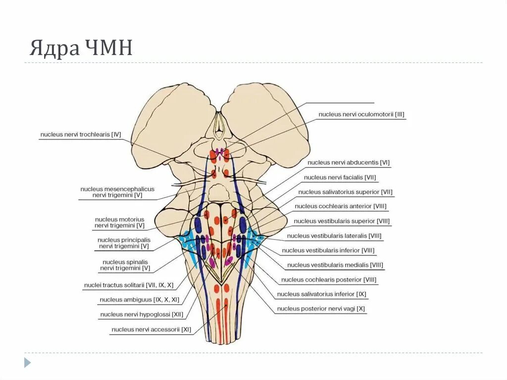 Ядра черепных нервов моста. Ядра черепно мозговых нервов схема. Двигательное ядро глазодвигательного нерва латынь. Локализация ядер черепно мозговых нервов. Проекция ядер глазодвигательного нерва.