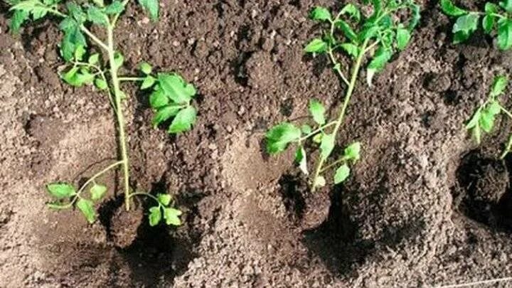 Какую рассаду помидор можно высаживать в грунт. Высаживание помидоров в открытый грунт. высадить помидоры в грунт. высаженная рассада помидоров. высадка рассады помидор в открытый грунт.