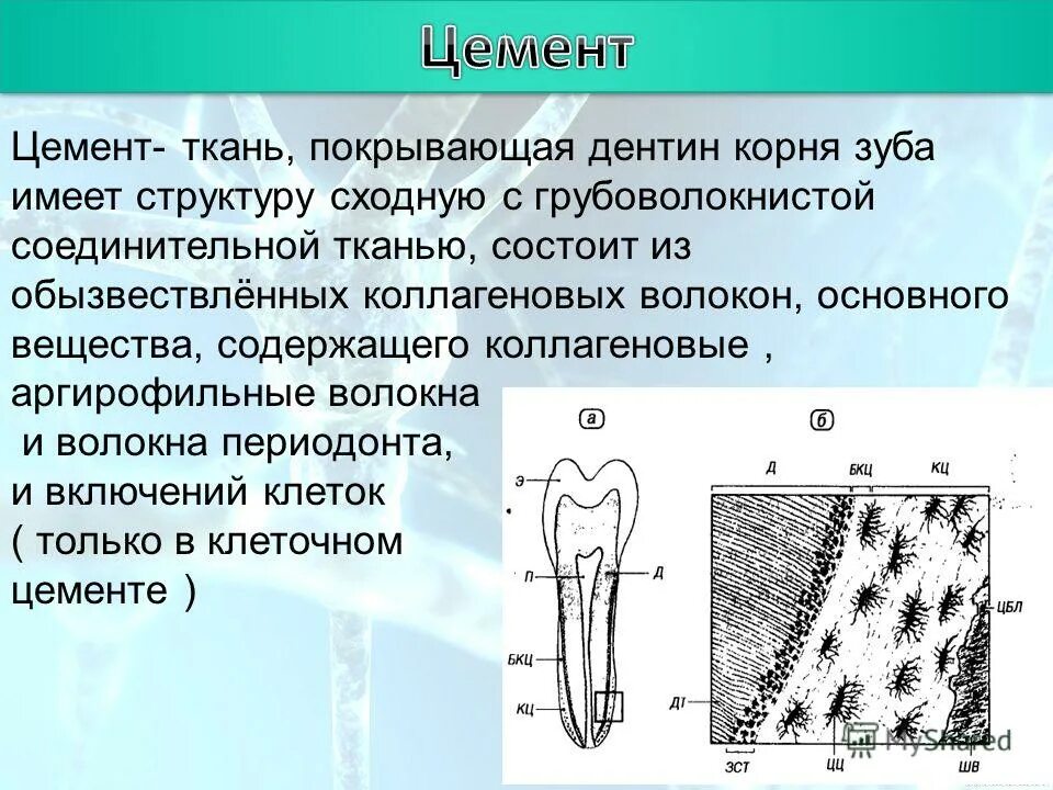 Строение зуба предентин. Строение зуба эмаль дентин цемент пульпа. Дентин определение. Дентин гистологическое строение и функции. Цемент корня зуба функции.