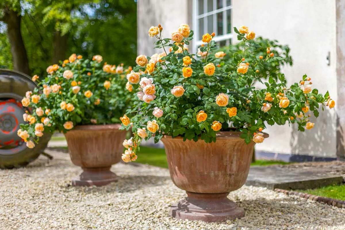 Черенкование роз кордана микс. Роза кордана семена. Роза кордана магнолия. Роза в горшке. Комнатные розы в горшках сорта.