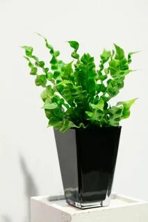 Plant wave