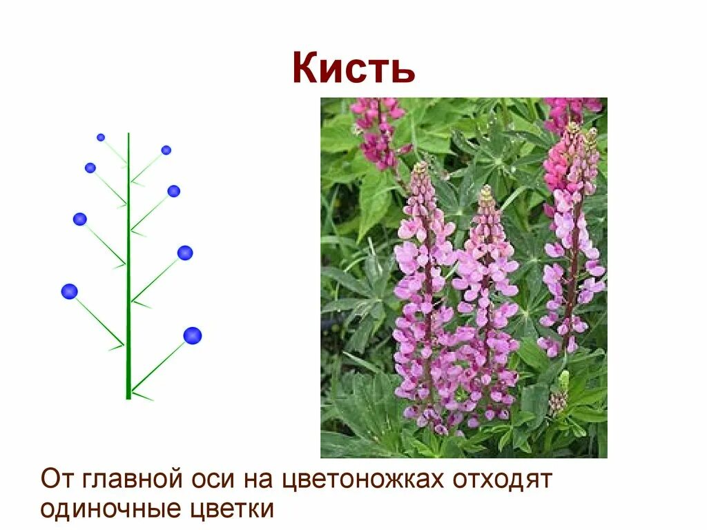 Строение соцветия растения. Как называются цветки находящиеся на главной оси. Как называются цветки находящиеся на главной оси. Как называются цветки находящиеся на главной оси. Сложная кисть метелка соцветие.