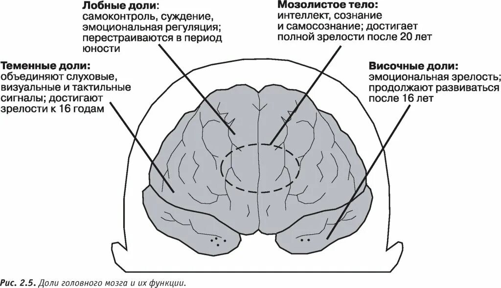 Роль лобных долей головного мозга. Функции лобной доли головного.