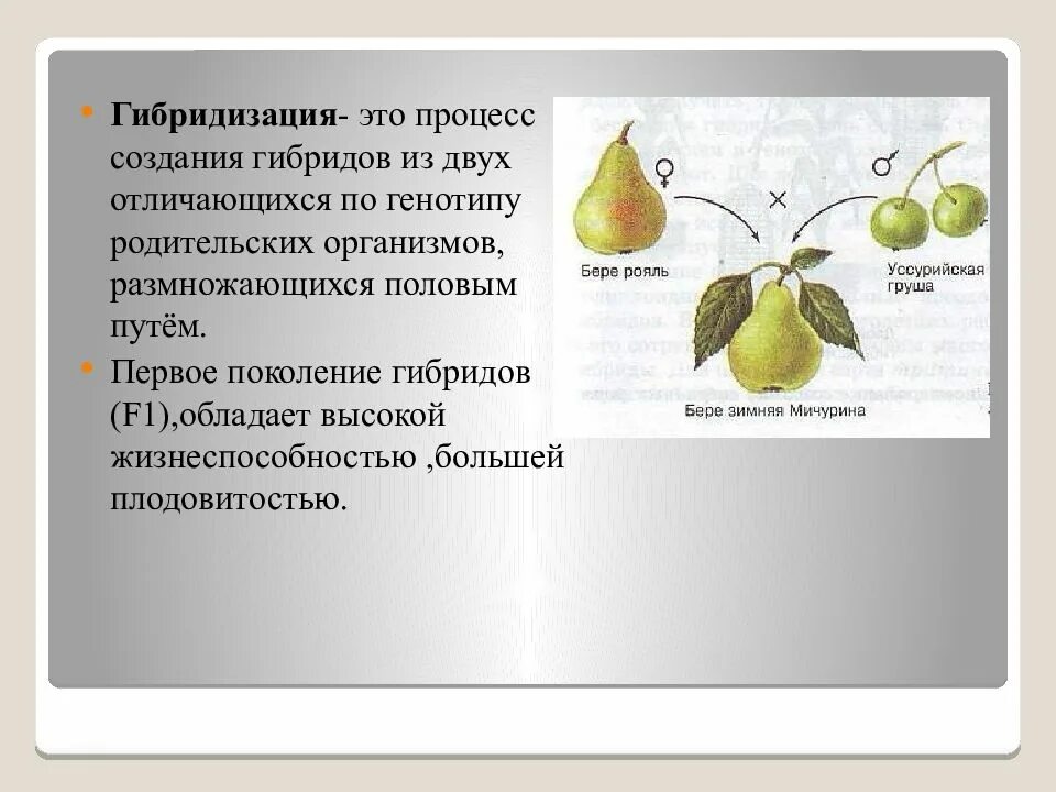Метод селекции отбор. Внутривидовая гибридизация примеры. Виды гибридизации в селекции. Что такое гибридизация в биологии. Виды гибридизации в биологии.
