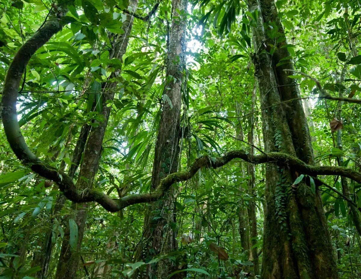 Сельва Южной Америки. Сельва лианы. Вечнозелёные тропические леса Южной Америки.