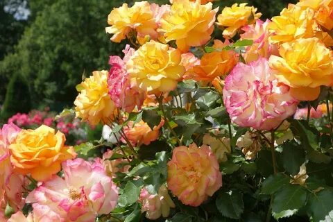 Rose state