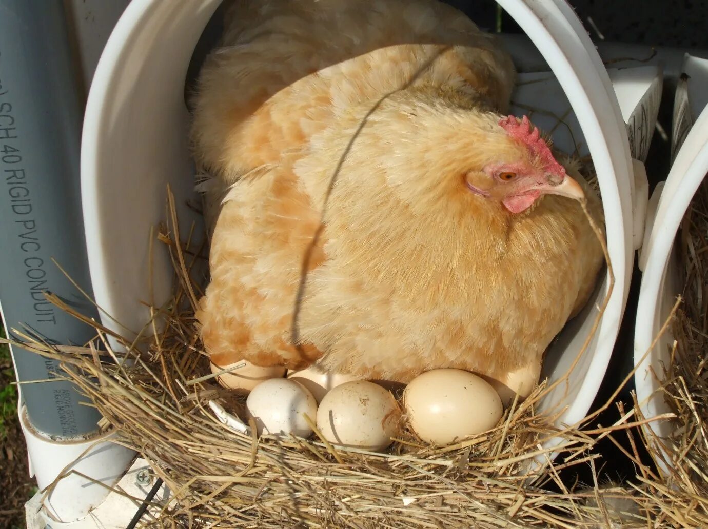 Видеть во сне цыплят. Наседка курица высиживает яйца. Курица высиживает цыплят. Курица и яйцо. Куры высиживают яйца.