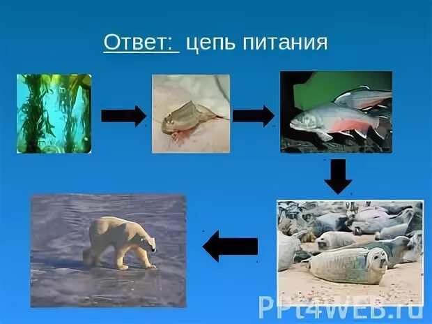 Схема питания арктической пустыни окружающий