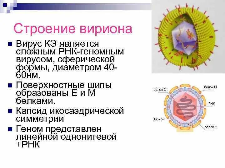 Чем определяется разнообразие форм вирионов. Чем определяется разнообразие форм вирионов